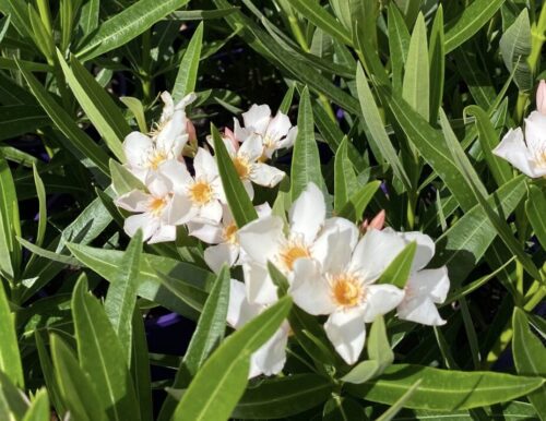 dwarf white oleander perth cream 'Sofia'